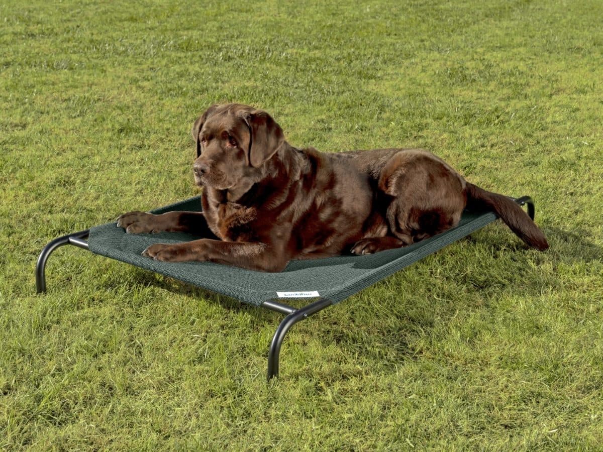 Coolaroo Original Elevated Pet Bed